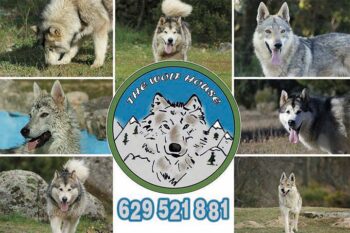 The Wolf House | Criadero de perro lobo checoslovaco y alaskan malamute